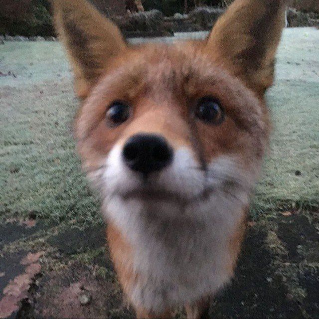 fox